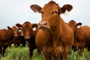 Moo