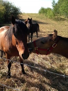 horselove-LMS