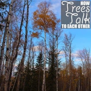 How Trees Talk To Each Other by Of Houses and Trees | We all know trees are living organisms, but did you know they can talk? Learn how trees talk to each other and how you can help them continue to do so.