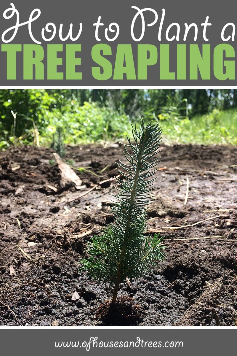 Planting a Sapling | There's nothing like planting a sapling. They're so tiny, it's almost unimaginable one day they'll be towering trees. But with proper care - they will!