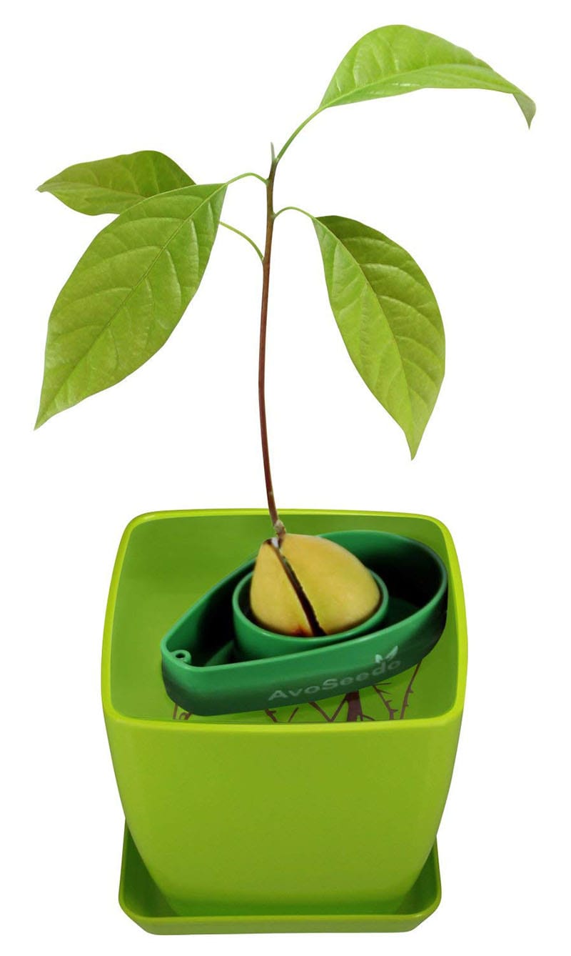 Learning how to grow an avocado tree is one of 10 current Pinterest trends that slant toward a truly inspiring ambition - being more green! Hop aboard the trend with an avocado pit, a jar and some water. Or streamline the process with a DIY avocado tree kit.