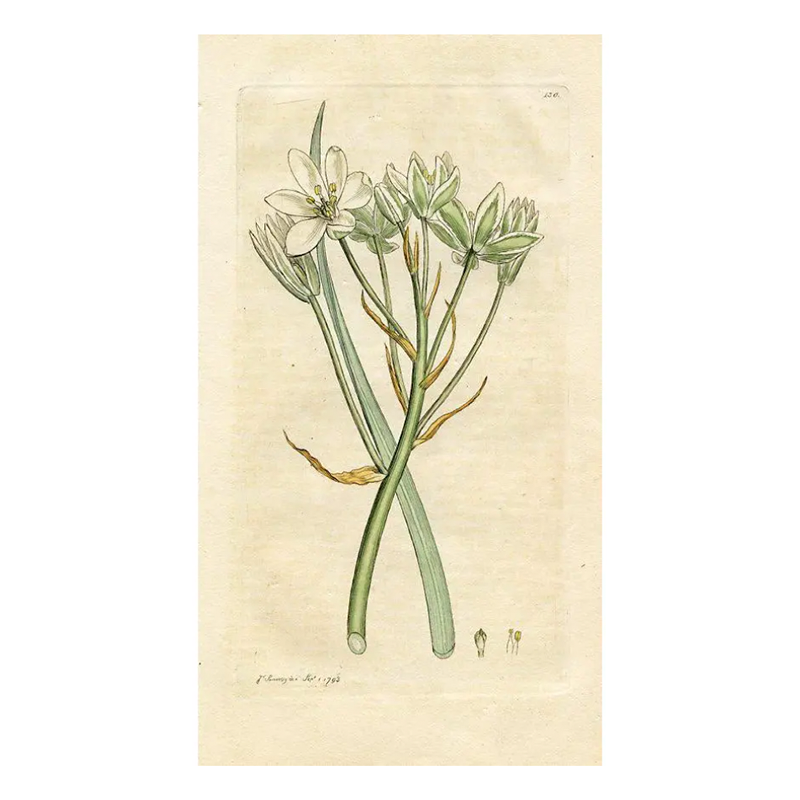 What is sustainable art and where exactly do you find it? Check out Chairish for vintage pieces like this 1793 hand-coloured botanical.