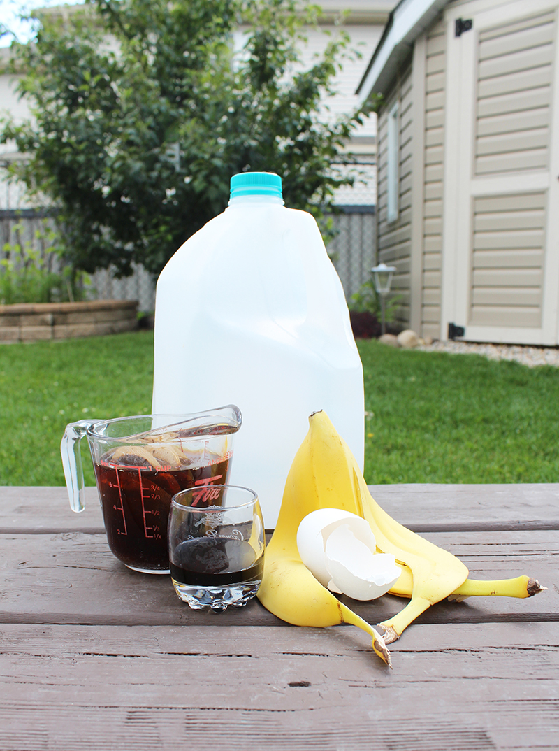 Banana peels, black tea, molasses and eggshell make up a super easy organic home garden fertilizer. Just add to an empty jug, mix with rainwater and go!