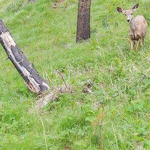 A small deer in a bright-green forest. Click to visit post.