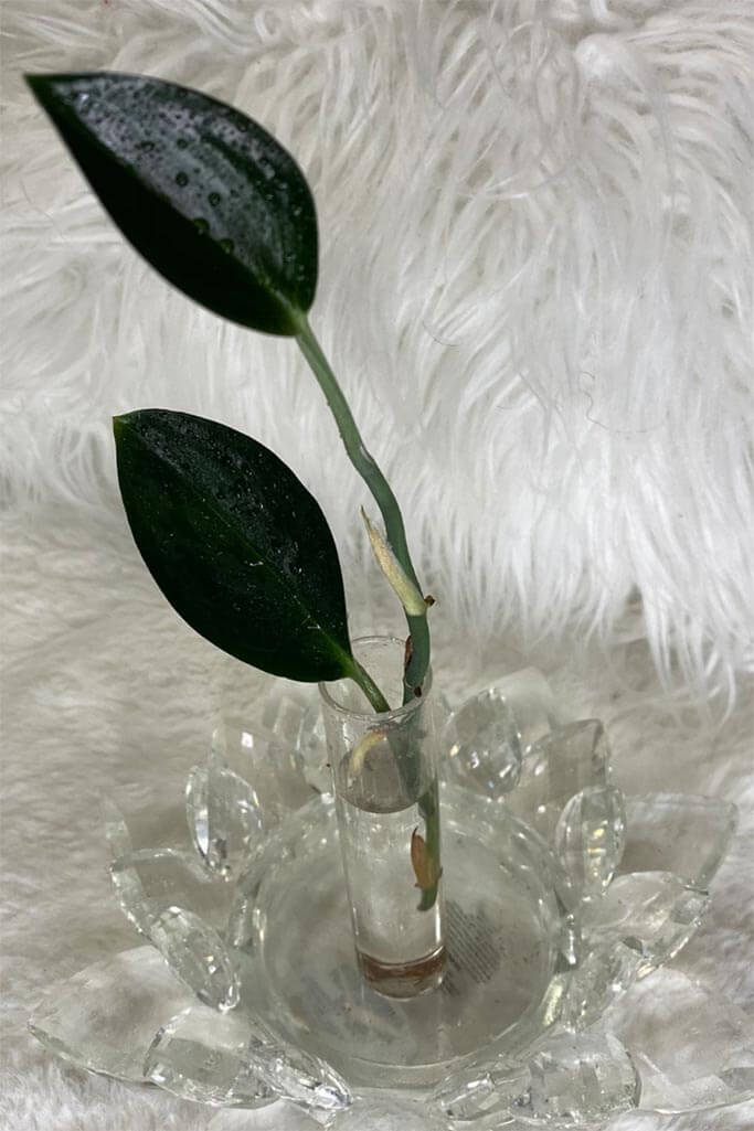 A small plant cutting in a glass vase on a white textured background.