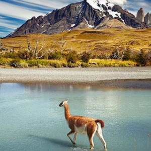 A wild animal walking through a mountain lake.