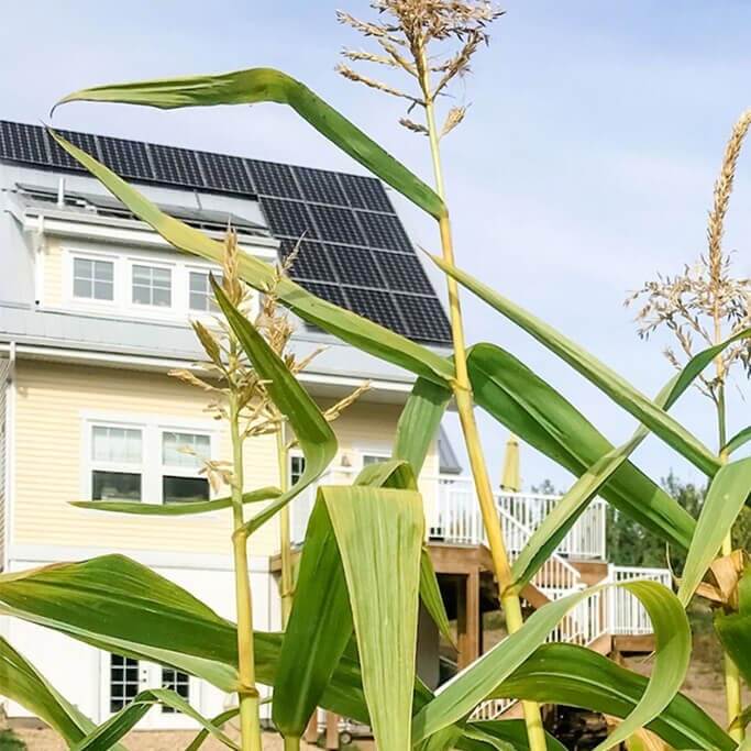 A yellow house with solar panels on the roof behind tall corn plants.