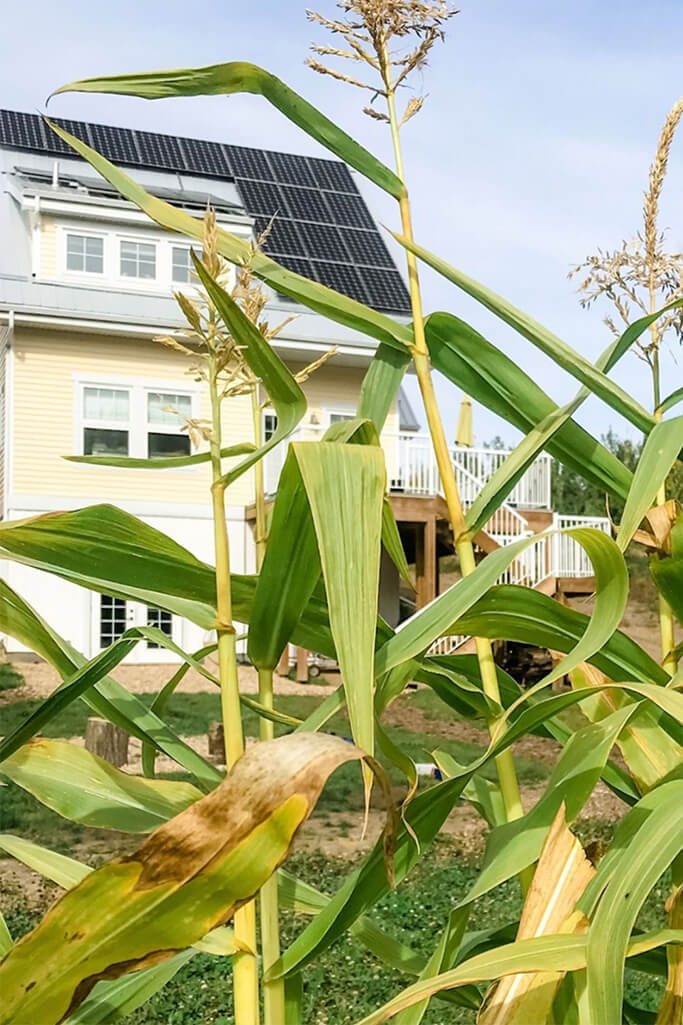 A yellow house with solar panels on a silver metal roof behind tall corn plants.