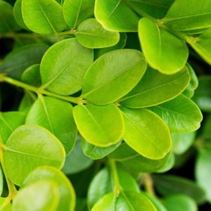 Closeup of green boxwood leaves.