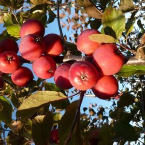 Closeup of red crabapples.
