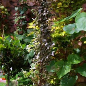 An english ivy climbing up a trellis.