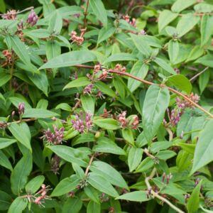 Closeup of green honeysuckle leaves and pink flowers.