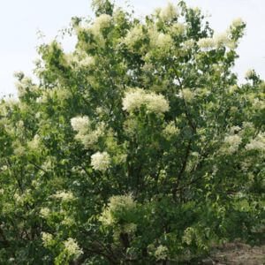 China snow tree with creamy white flowers.