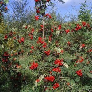 A mountain ash tree with red berries.