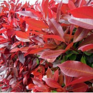 Closeup of red photinia leaves.
