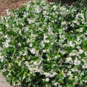 Closeup of star jasmine plant with white flowers.