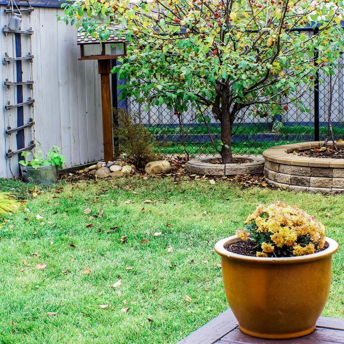 A green backyard with a crabapple tree in front of a fence.