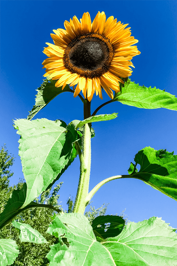 A large sunflower in front of a blue sky.