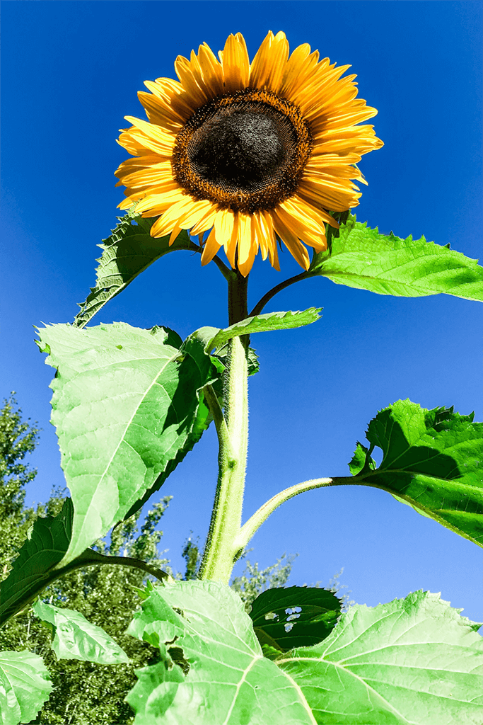 Summer-Flowers-to-Plant-1-683×1024-COMPRESSED A large sunflower in front of a blue sky.